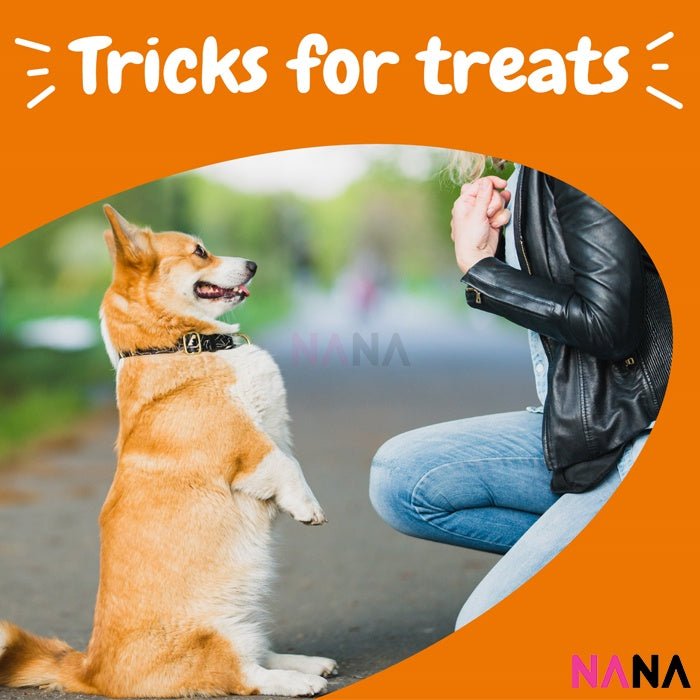 Zesty Paws All In One Training Bites - Bacon Flavor 8oz/226g (EXP:11 2026) - NANA MALL