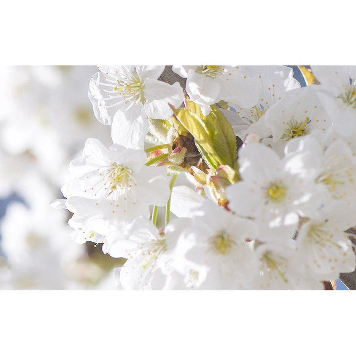 L'Occitane Cherry Blossom Bath & Shower Gel 250ml Bath L'Occitane 